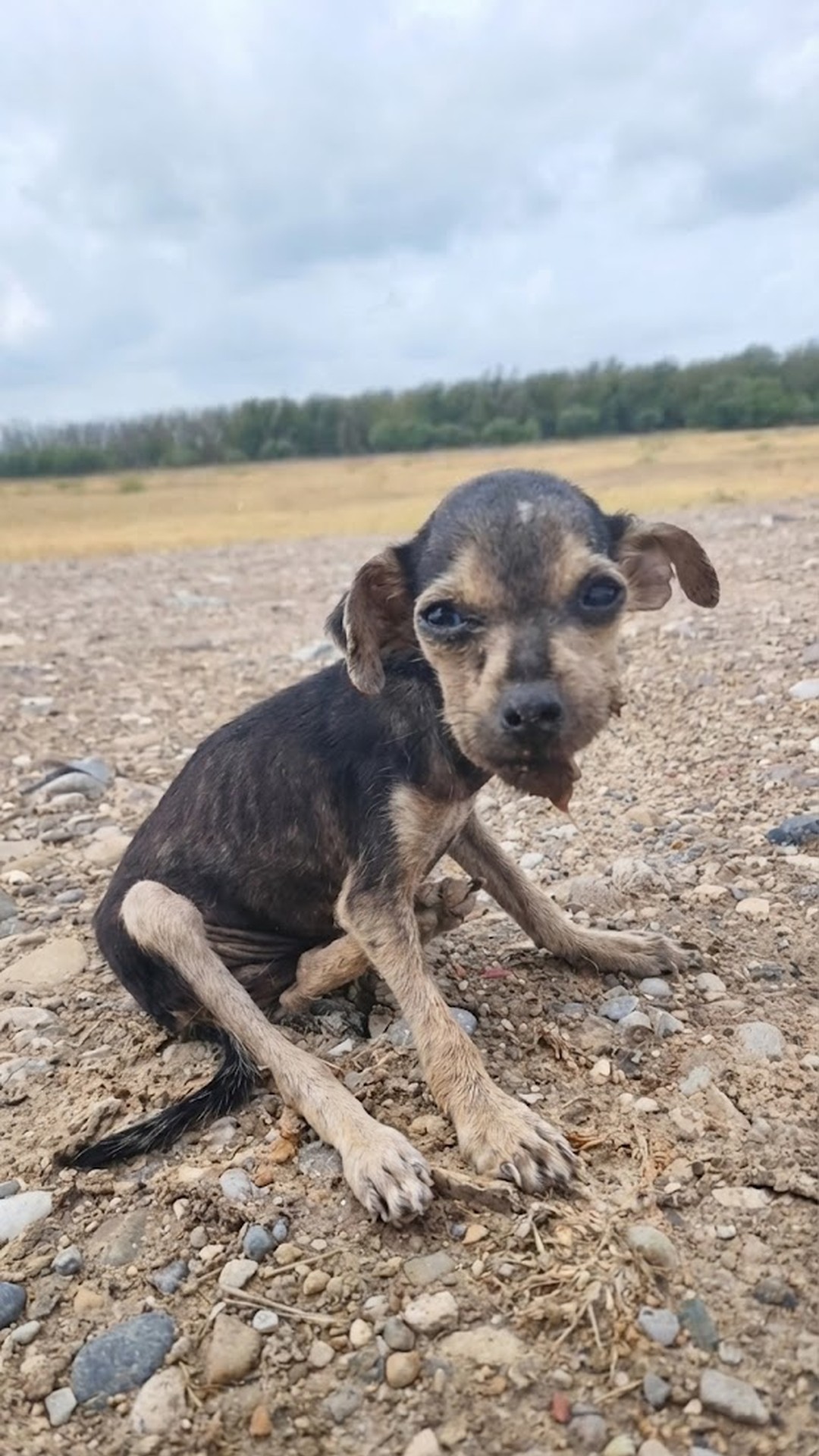 Tika's Journey: From Neglect to New Beginnings in Just One Month