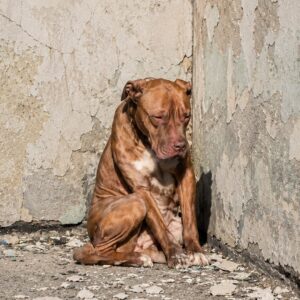 Karma Waited for Her Family at an Abandoned Factory Before Being Rescued