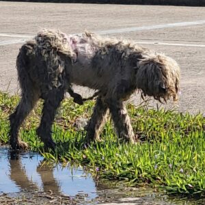 From a Pile of Mats to a Loving Home: Nikka's Transformation