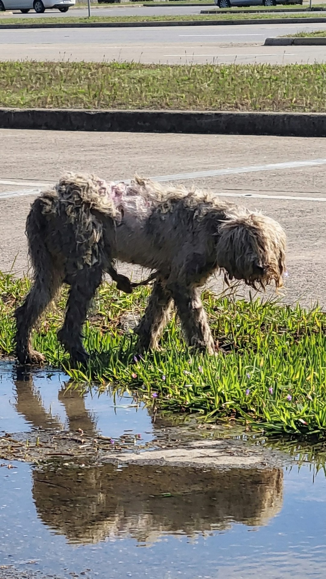 From a Pile of Mats to a Loving Home: Nikka's Transformation