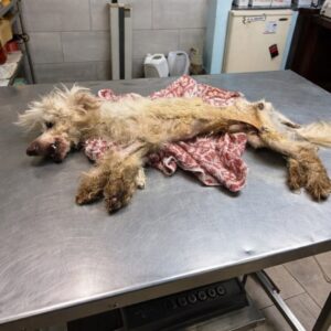 Fénix's Journey: From Neglect to Standing Alone in the Sunshine