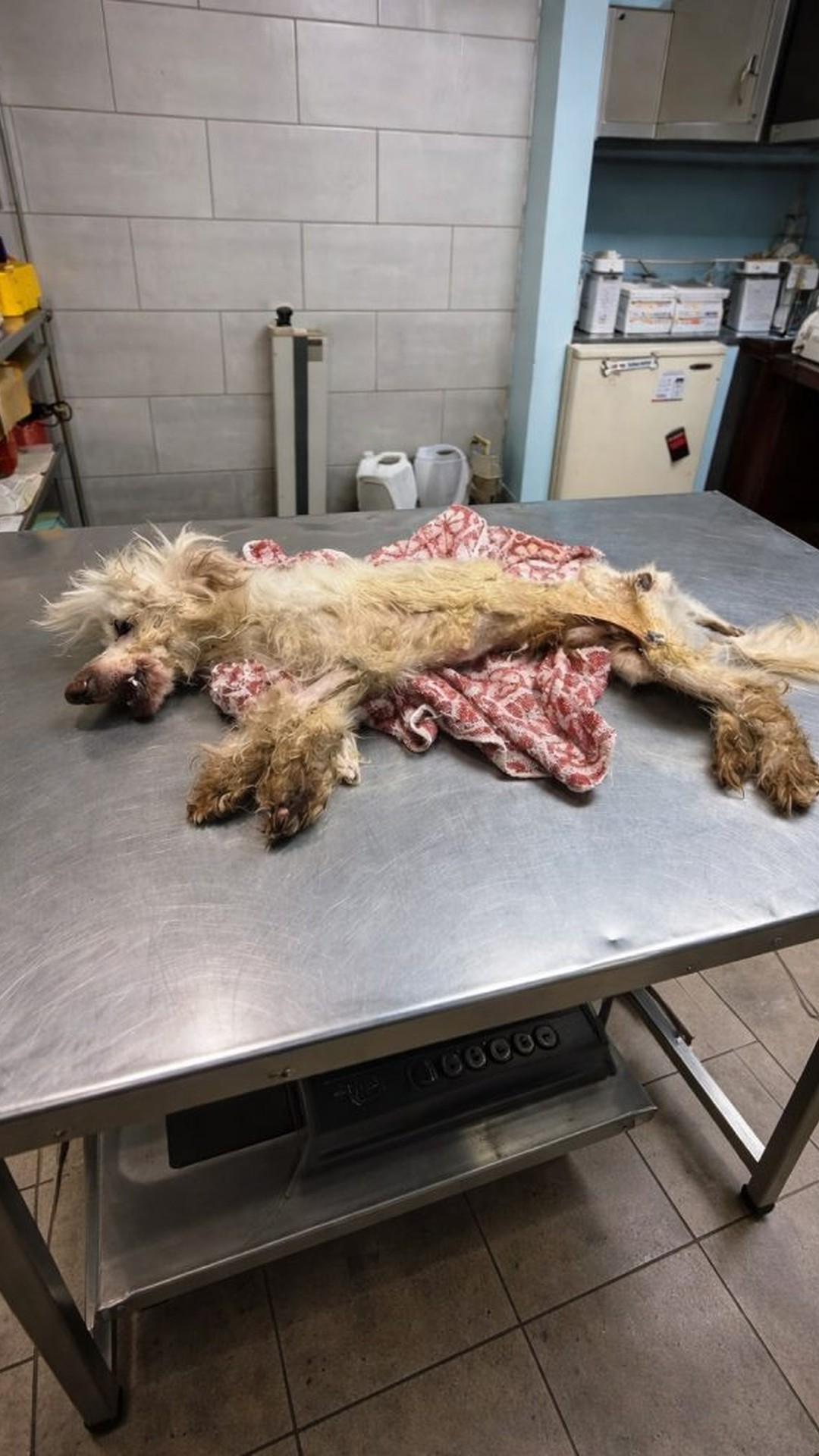Fénix's Journey: From Neglect to Standing Alone in the Sunshine