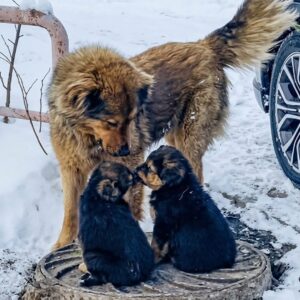 Rescue Team Finds Missing Puppies After Mother Dog's Heartfelt Plea