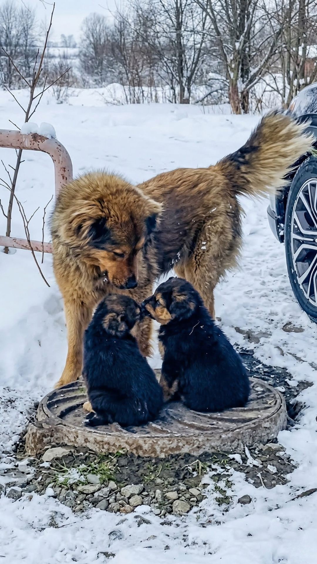 Rescue Team Finds Missing Puppies After Mother Dog's Heartfelt Plea