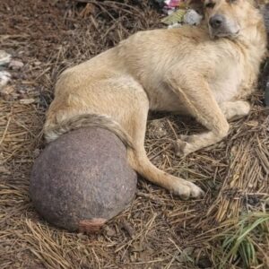 Rescue Reveals Hidden Mass Inside Dog Found in Abandoned Field