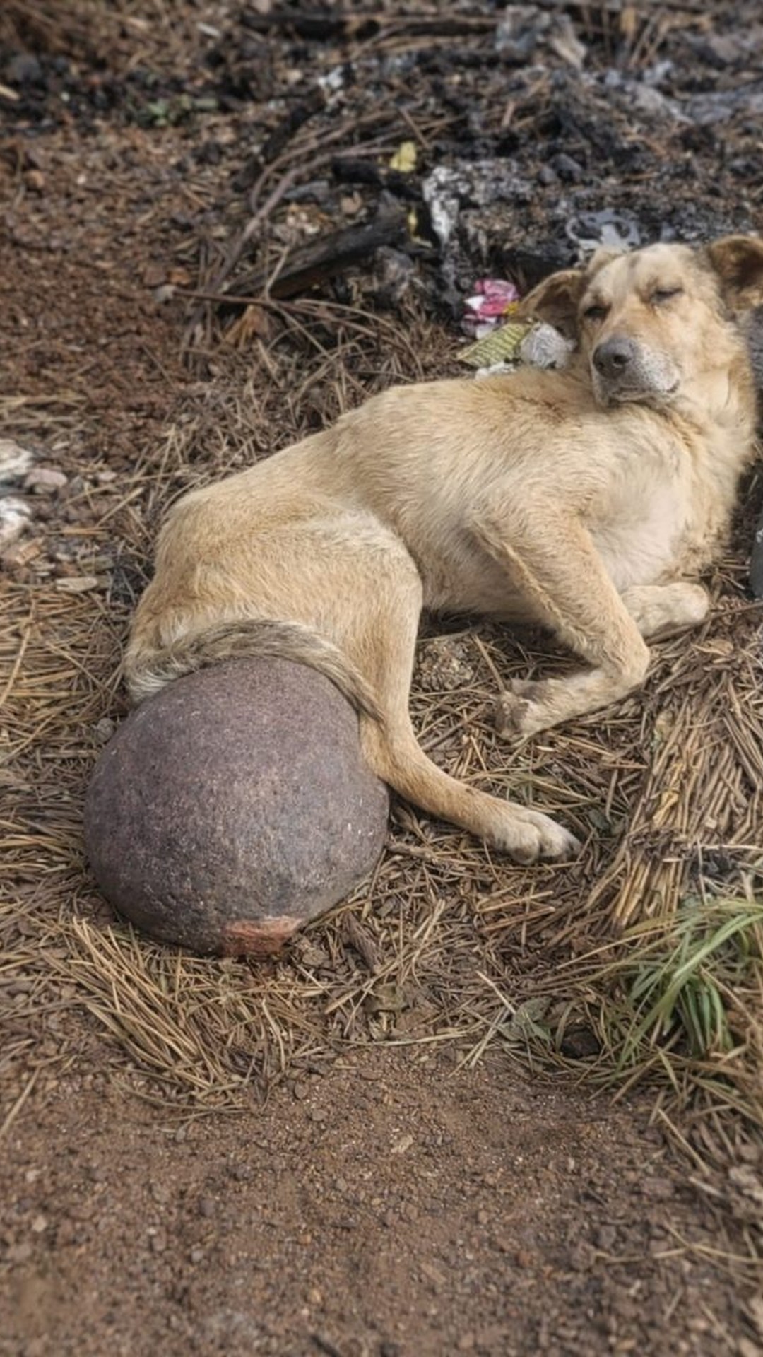 Rescue Reveals Hidden Mass Inside Dog Found in Abandoned Field