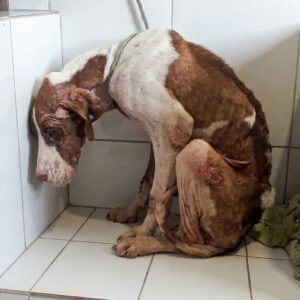 A Biker's Promise to a Skeletal Dog Found on the Highway