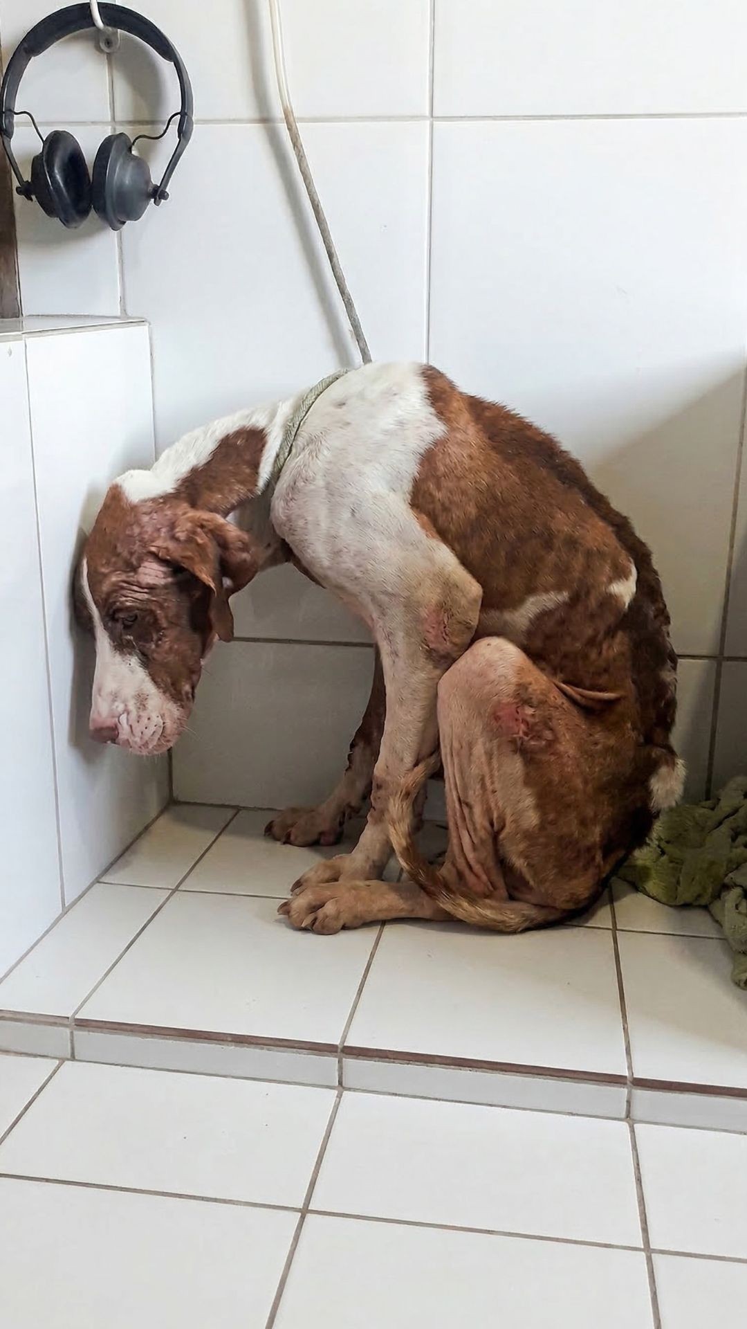 A Biker's Promise to a Skeletal Dog Found on the Highway