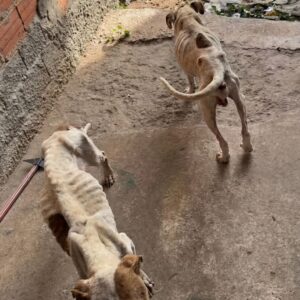 Two Neglected Dogs Achieve Recovery Milestone After Rescue from Starvation