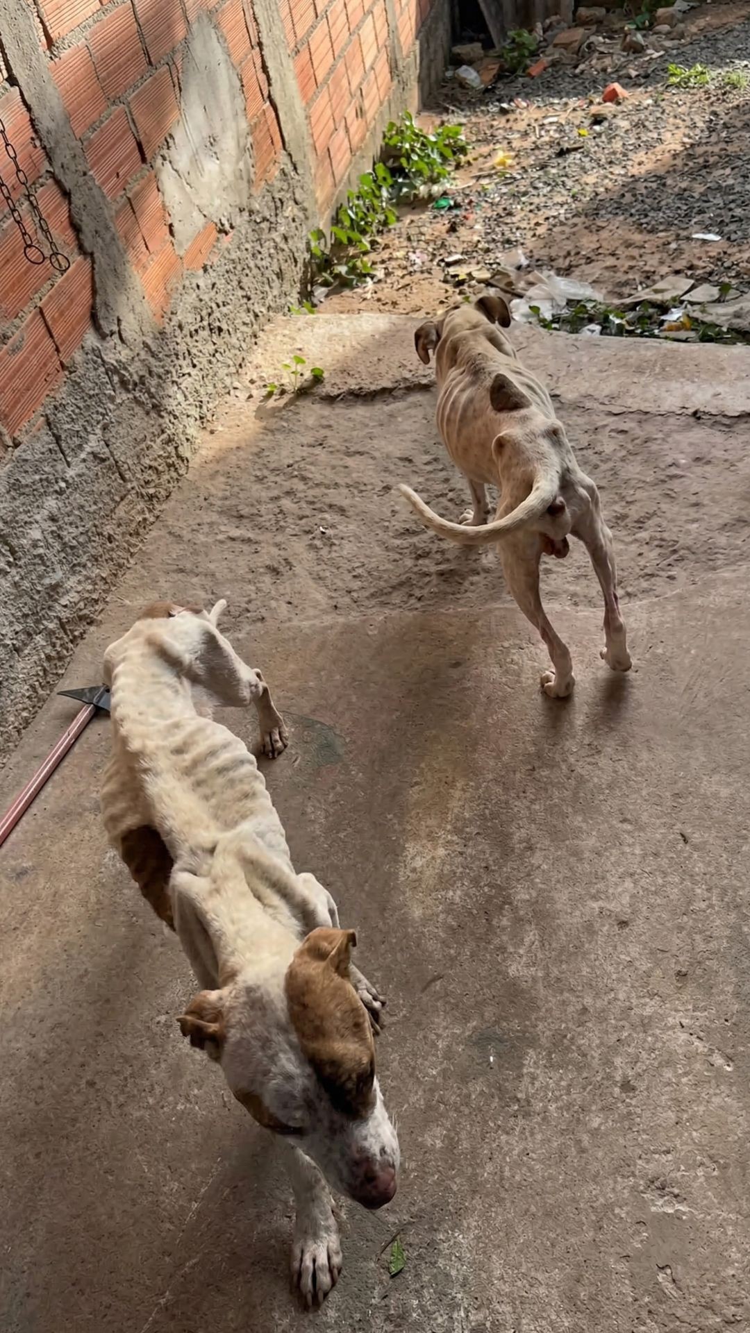 Two Neglected Dogs Achieve Recovery Milestone After Rescue from Starvation