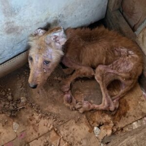From Abandonment to Recovery: Tres's Remarkable Healing Over 38 Days