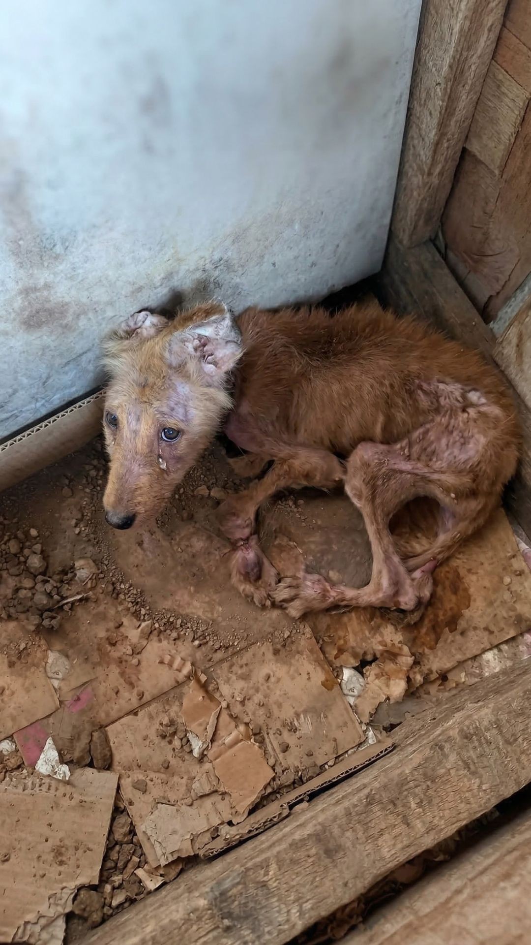 From Abandonment to Recovery: Tres's Remarkable Healing Over 38 Days