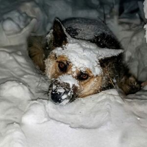From Frozen in the Snow to Finding His Feet: Thor's Journey