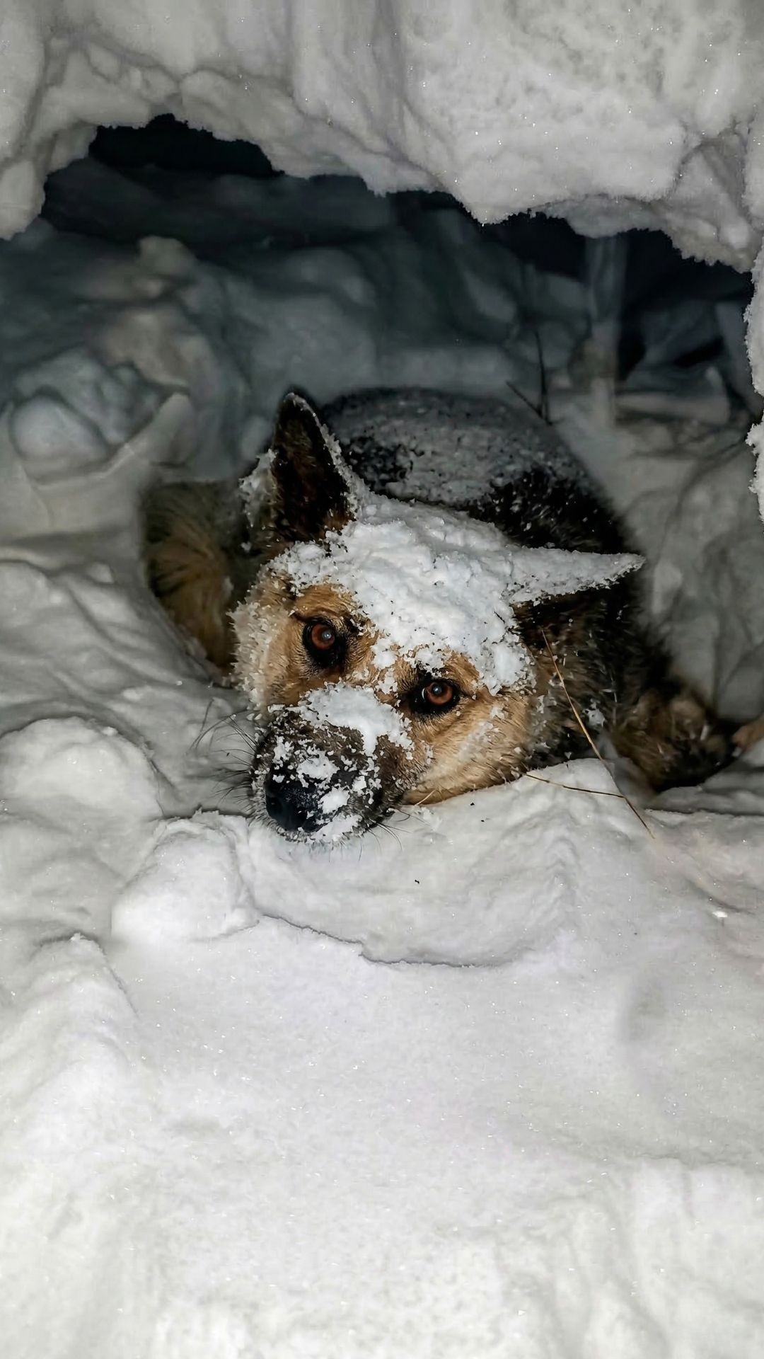 From Frozen in the Snow to Finding His Feet: Thor's Journey