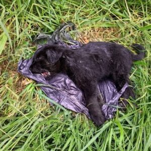 Puppy Rescued from Trash Bag After Severe Car Accident Fights to Live