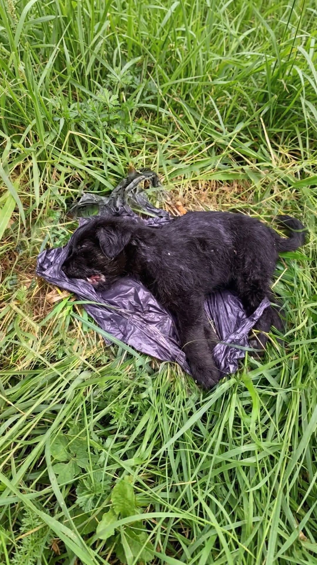 Puppy Rescued from Trash Bag After Severe Car Accident Fights to Live