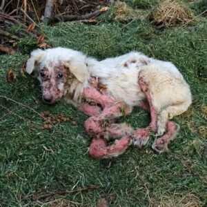 Tiny Dog Found with Heavy Padlock by River Receives Life-Saving Rescue