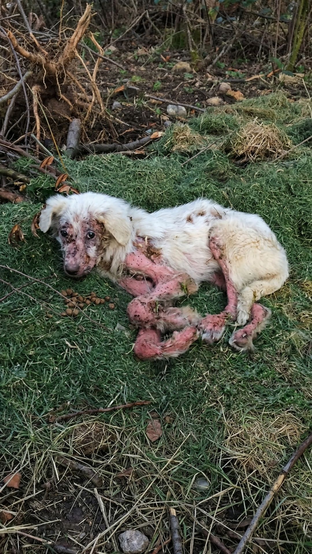 Tiny Dog Found with Heavy Padlock by River Receives Life-Saving Rescue