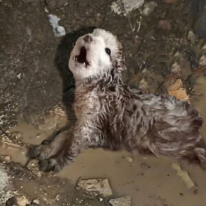 Tiny Puppy Juno Wags His Stump and Fights for a New Life