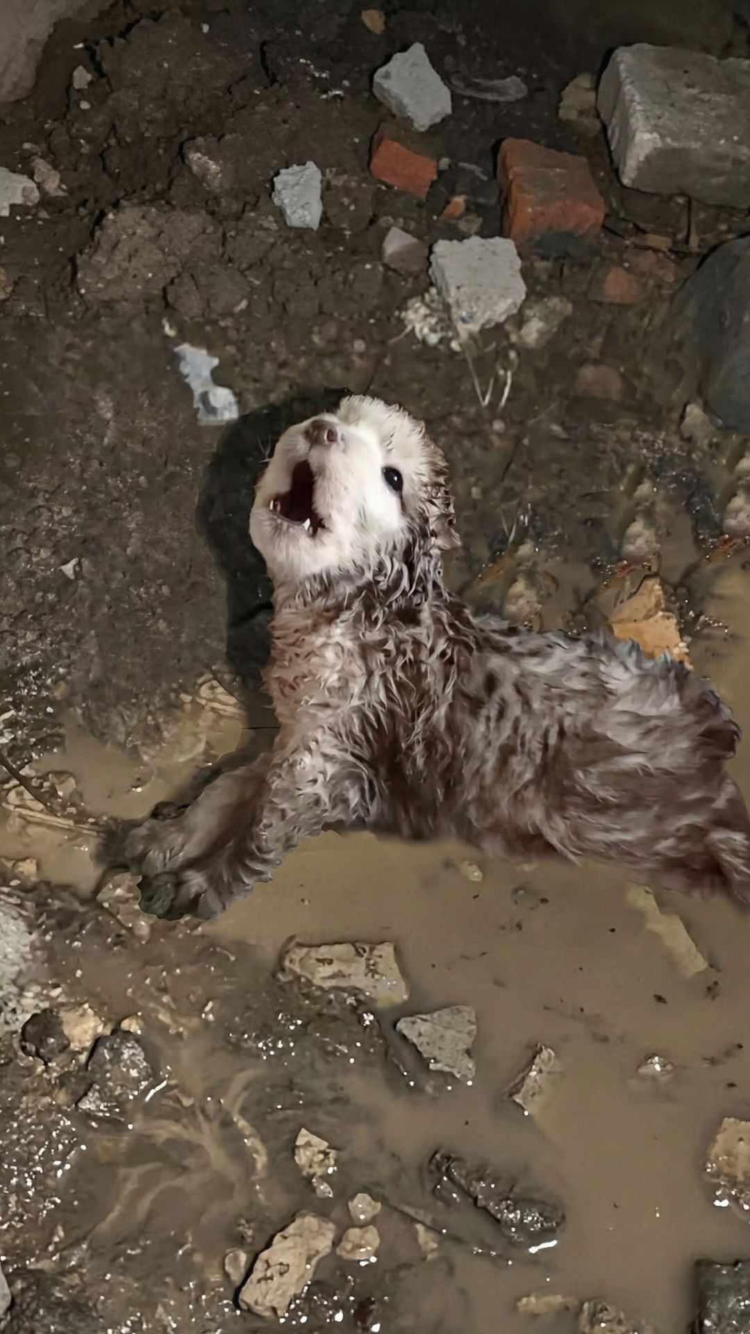 Tiny Puppy Juno Wags His Stump and Fights for a New Life