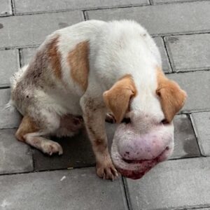 Little Hippo's Final Months: A Journey of Comfort and Companionship