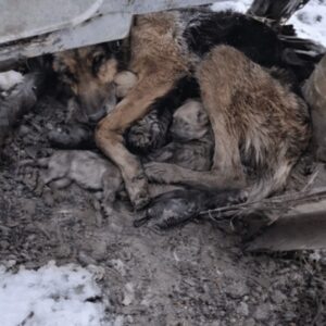 German Shepherd Mother Protects Newborn Puppies from Freezing Cold