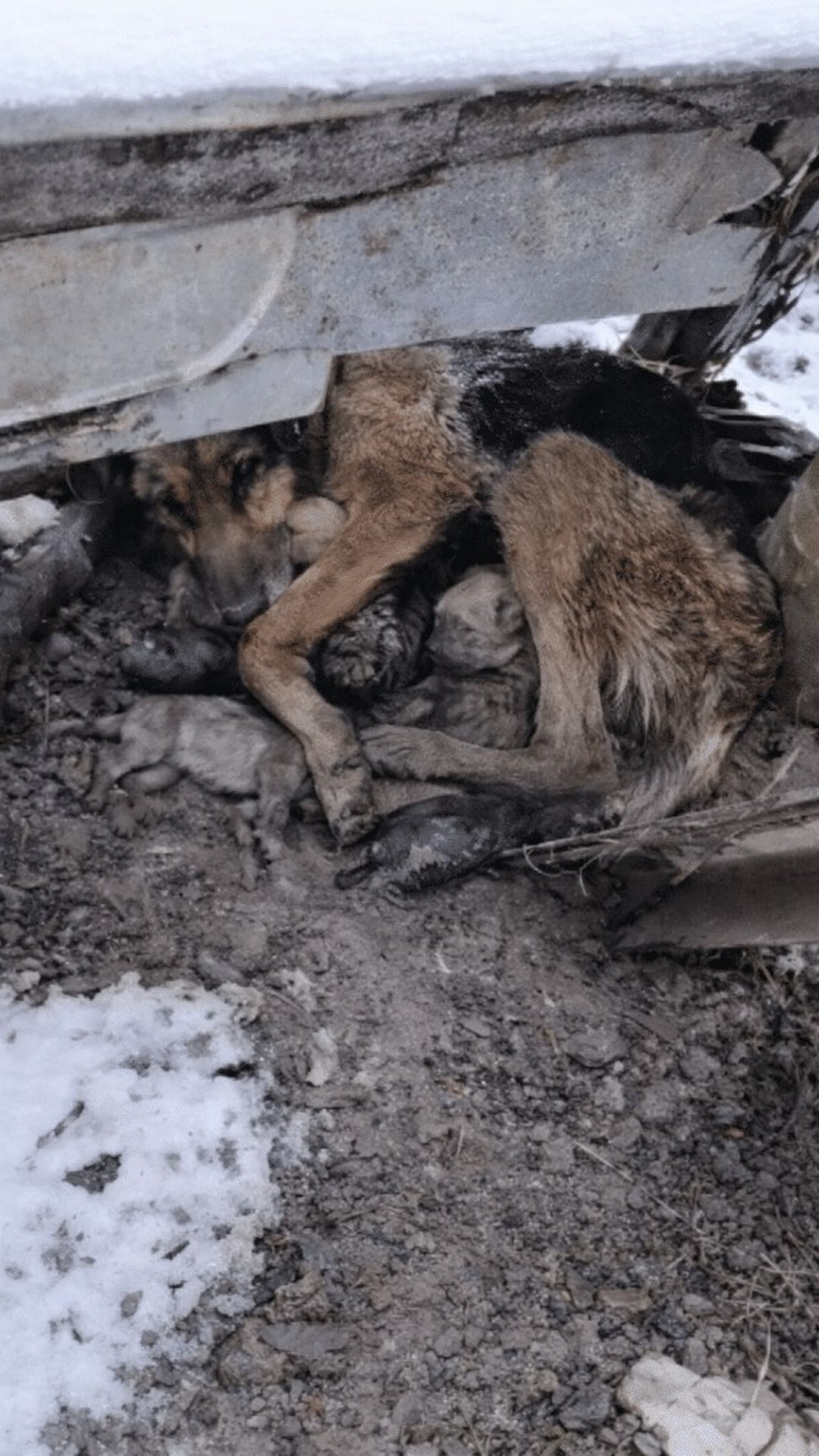 German Shepherd Mother Protects Newborn Puppies from Freezing Cold