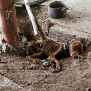 Bono the Doberman Gains 22 Pounds After Rescue from Starvation