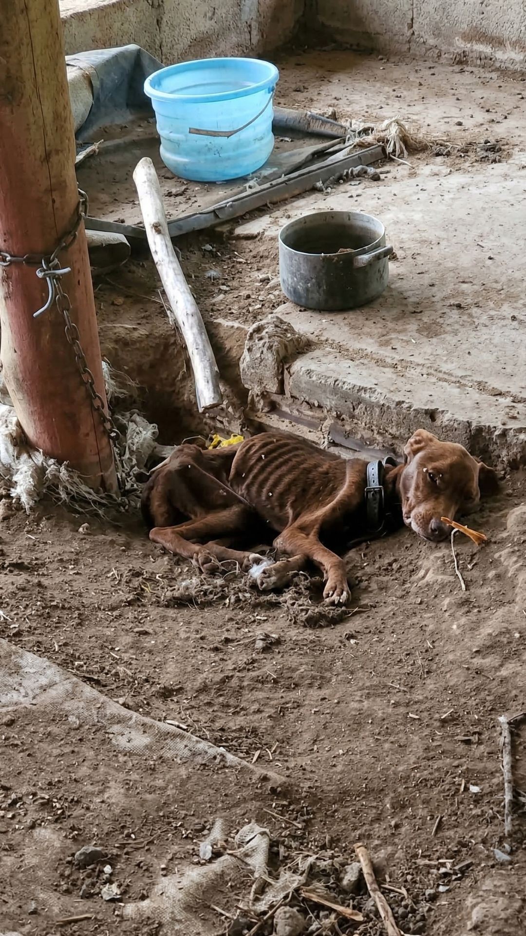 Bono the Doberman Gains 22 Pounds After Rescue from Starvation