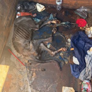 Fern's Remarkable Recovery: From Dumpster to Loving Home in Just Days