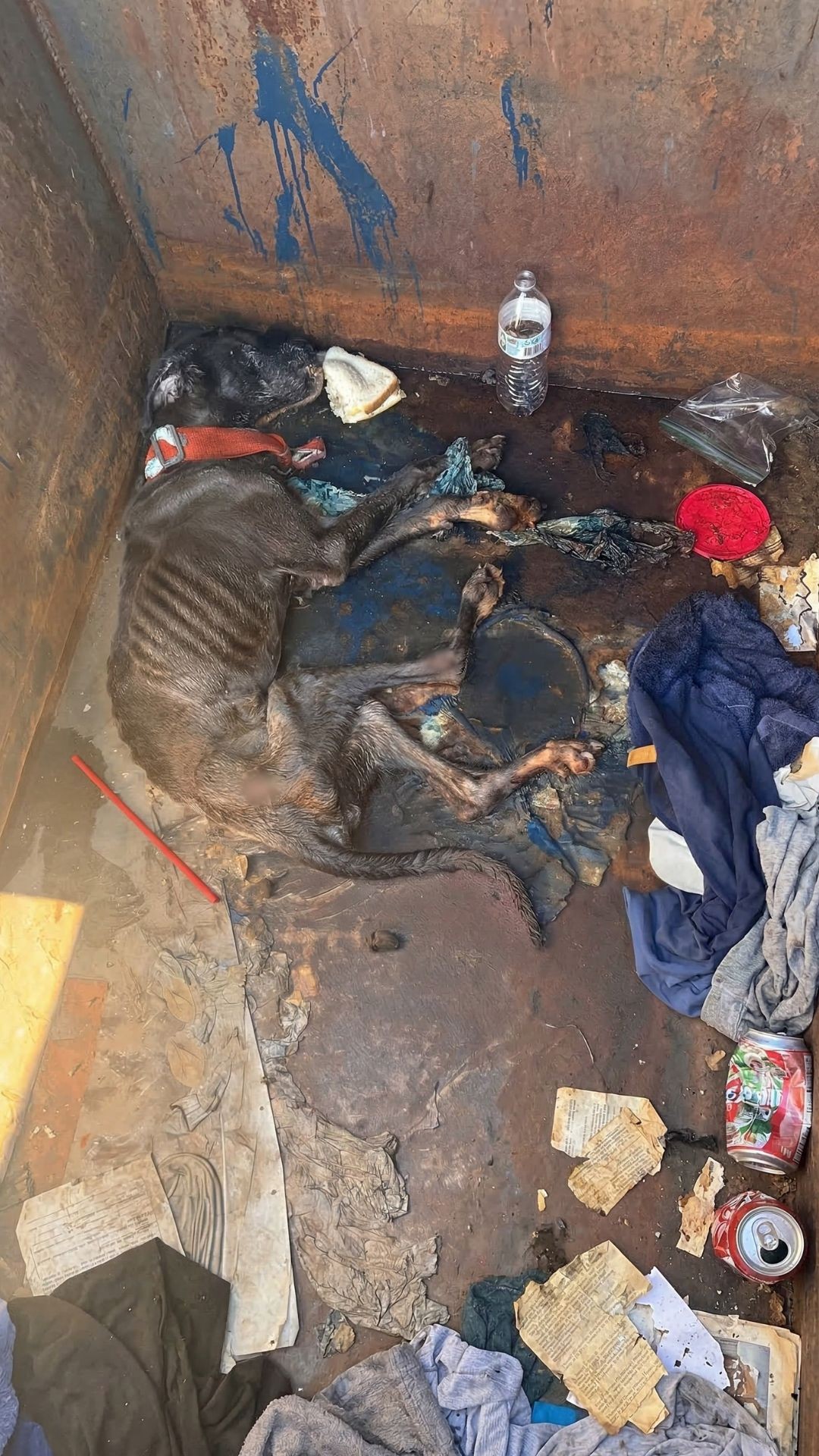 Fern's Remarkable Recovery: From Dumpster to Loving Home in Just Days