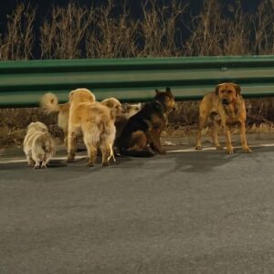 Seven Dogs Leap from Moving Truck, March 17 Kilometers to Safety