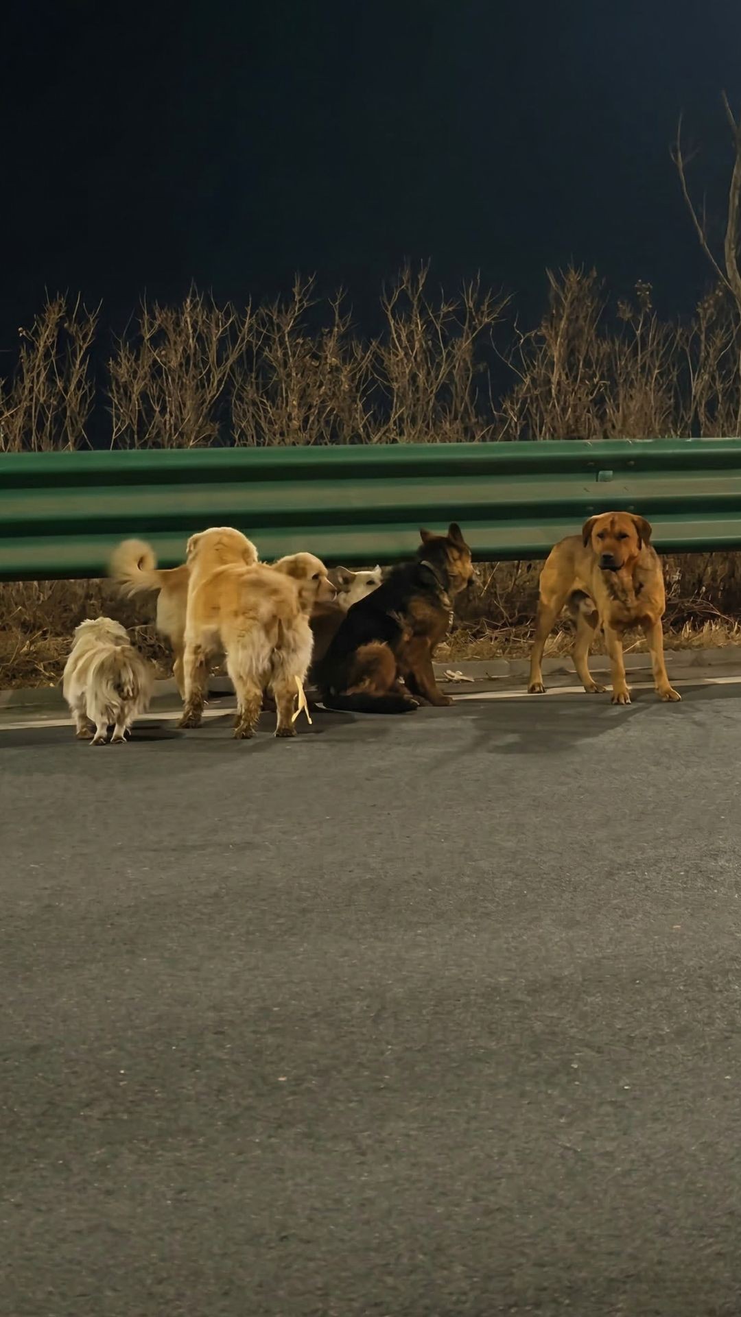 Seven Dogs Leap from Moving Truck, March 17 Kilometers to Safety