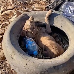 Rescue Team Finds Blind Dog Huddled Inside an Old Tire