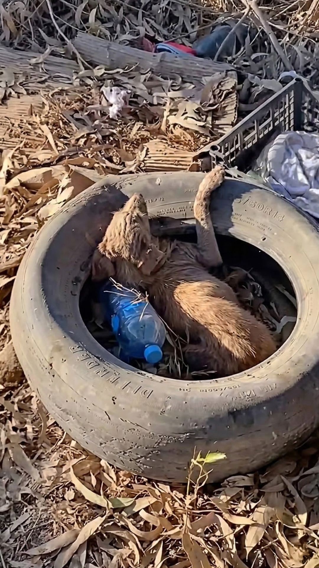 Rescue Team Finds Blind Dog Huddled Inside an Old Tire