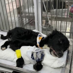 Armando's Incredible Tail Wag Signals His Fight for Recovery