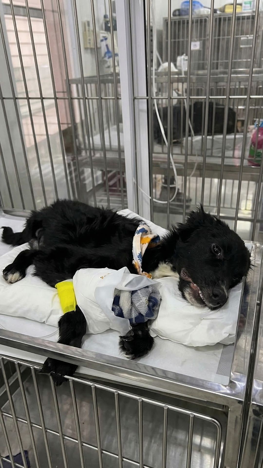 Armando's Incredible Tail Wag Signals His Fight for Recovery