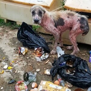 Khorshid's Recovery: From Street Abandonment to Loving Home in France