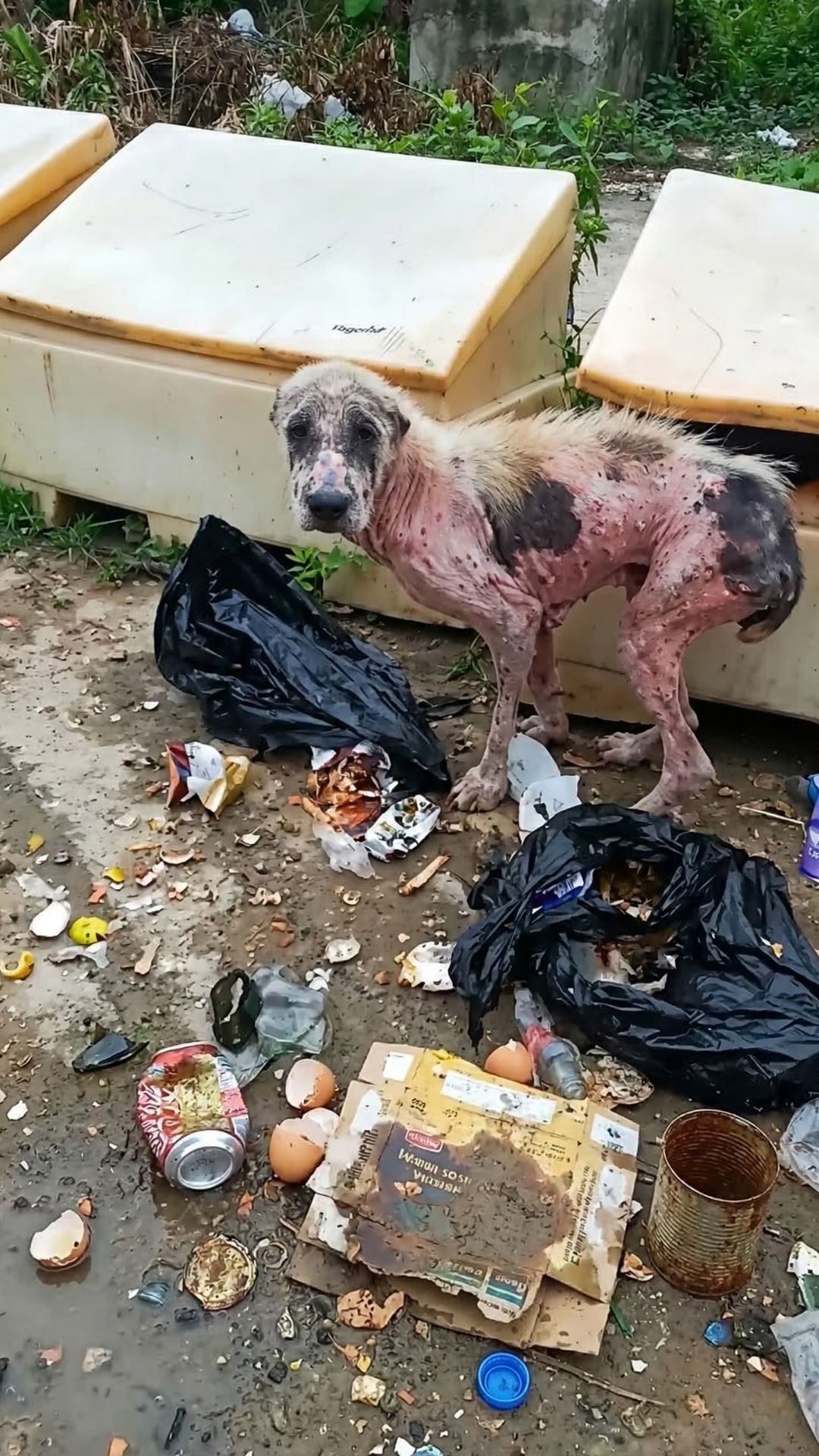 Khorshid's Recovery: From Street Abandonment to Loving Home in France