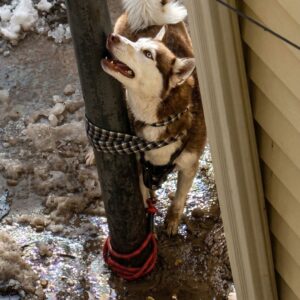 Justice the Husky: Healing from Abuse Over Weeks of Care