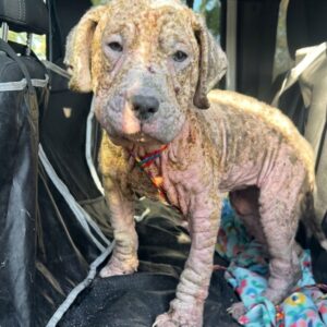 Rescue Puppy Rosie Transforms After Overcoming Severe Skin Condition