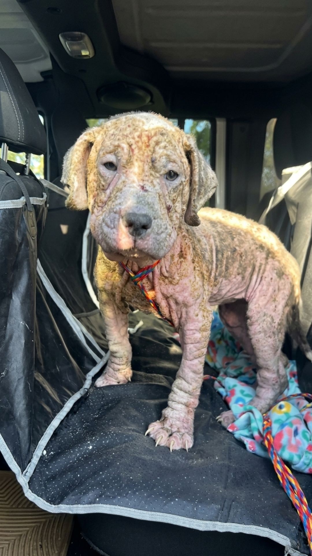 Rescue Puppy Rosie Transforms After Overcoming Severe Skin Condition