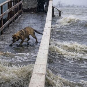 Rescue Team Finds Mother Dog Refusing to Leave Her Trapped Puppies in Flood