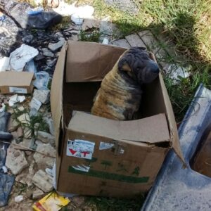 Shar-Pei Discarded in Landfill Found Loyal to Abandoners