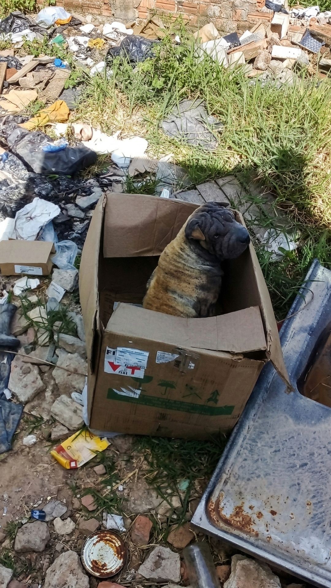 Shar-Pei Discarded in Landfill Found Loyal to Abandoners