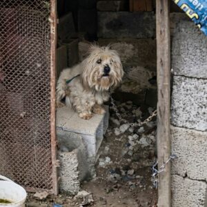 Ihsan the Resilient Dog Joyfully Wags His Tail After Rescue