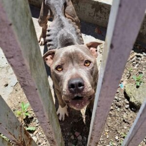 From Shadows to Sunshine: Rocky's Recovery Milestone After Starvation