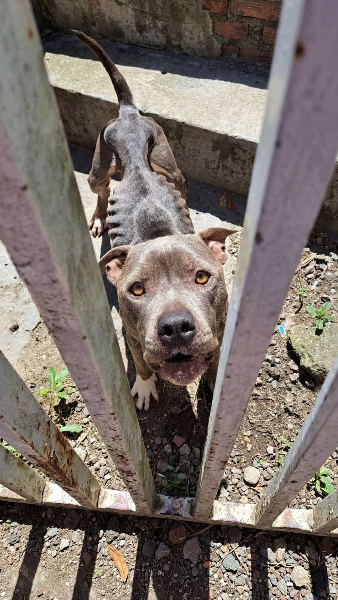 From Shadows to Sunshine: Rocky's Recovery Milestone After Starvation