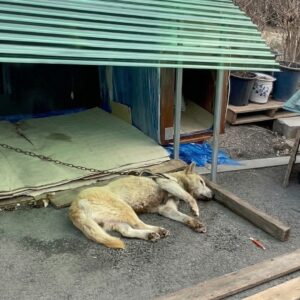 Lucky the Paralyzed Guard Dog Finds Mobility After 14 Years of Neglect
