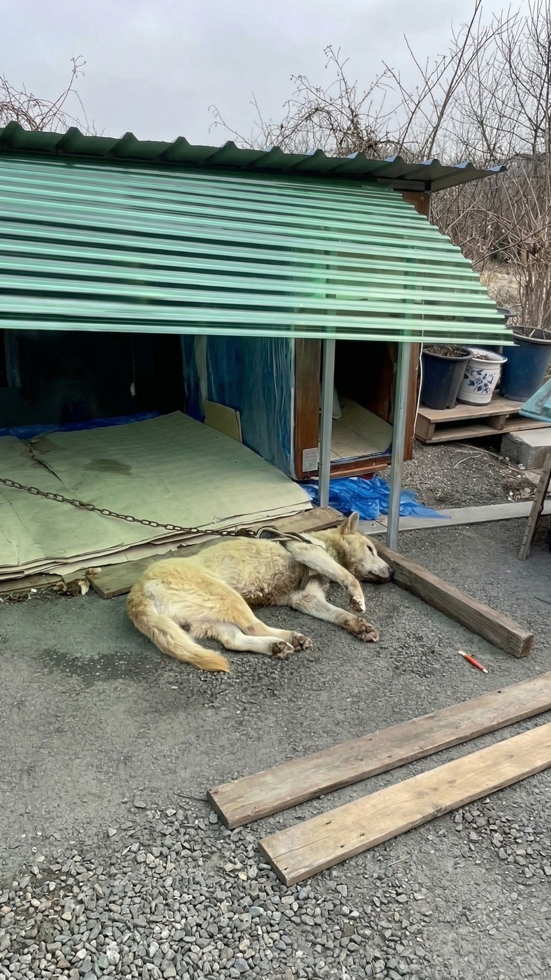 Lucky the Paralyzed Guard Dog Finds Mobility After 14 Years of Neglect